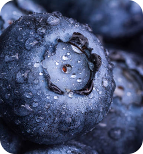 Blueberry Ice