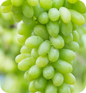 Green Grape